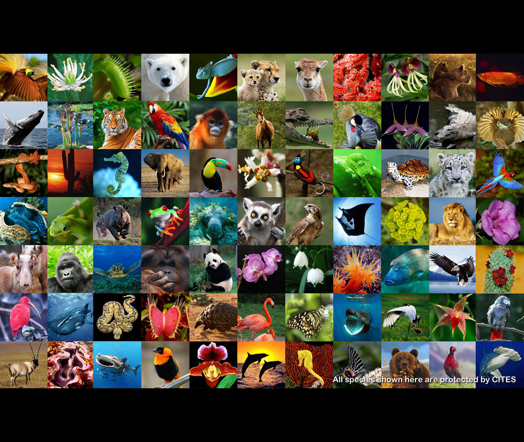 Endangered Life on Earth (Credit: Convention on International Trade in Endangered Species of Wild Fauna and Flora (CITES) | cites.org